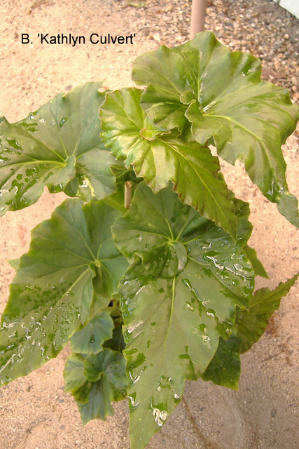 B. ‘Kathlyn Calvert’